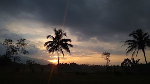 Silhouette palm trees on field against sky at sunset