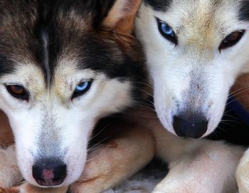 Close-up portrait of dog