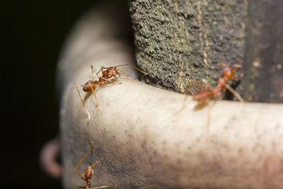 Red ants are on the tree.