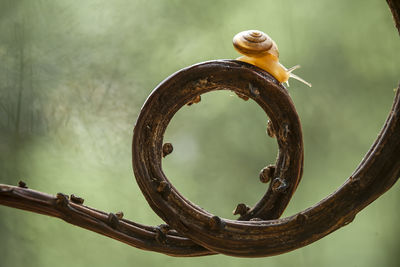 Close-up of snail on metal