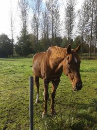 Horse standing on field against trees