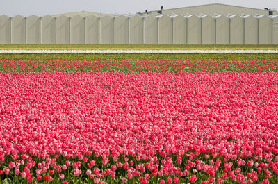 Red tulips in field