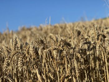 Close-up of wheat field against sky