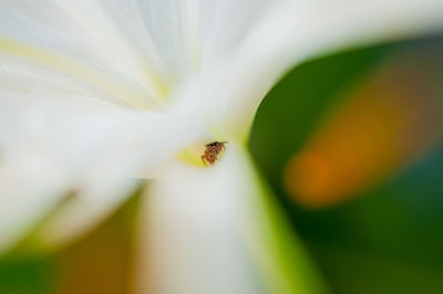 Close-up of bee on flower