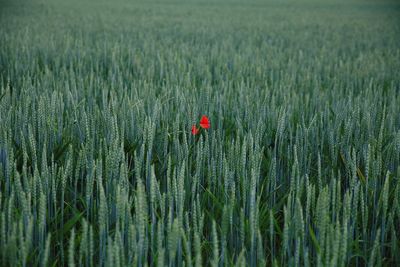 Red poppy blooming amidst plants on field