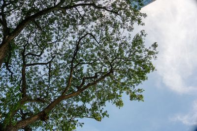 Low angle view of tree against sky