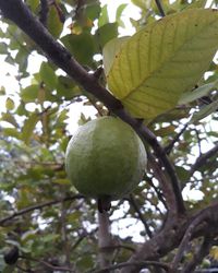 Low angle view of fruits growing on tree