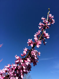 Low angle view of pink flowers blooming on tree