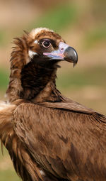 Close-up of a bird