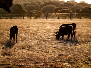 Horse grazing in a field