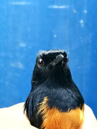 Close-up of a bird looking away