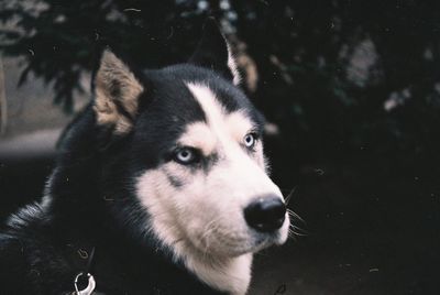 Close-up of dog looking away