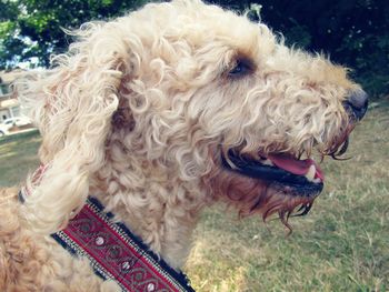 Close-up of a dog