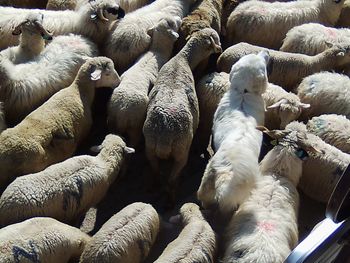 High angle view of sheep