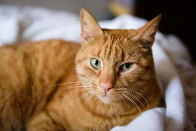 Close-up portrait of ginger cat at home