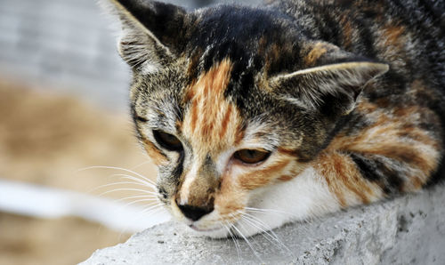 Close-up of a cat looking away