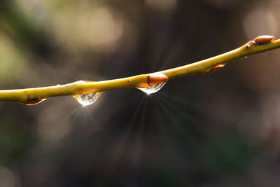 Close-up of raindrops on plant