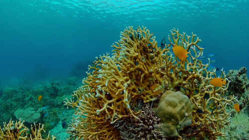 sea