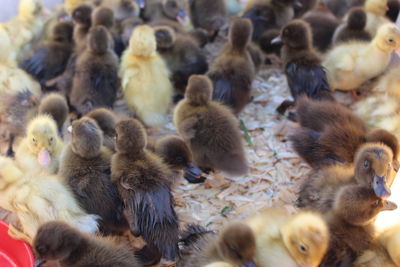 High angle view of ducks