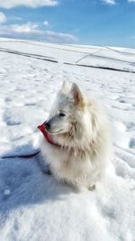 Pomeranian sitting on snow against sky