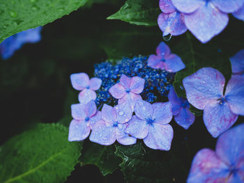 Close-up of purple hydrangea flowers