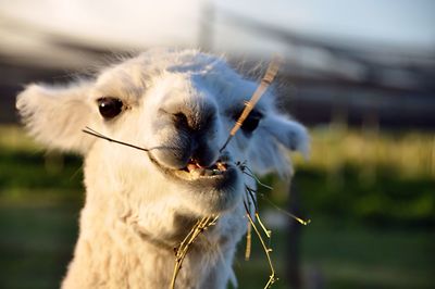 Close-up portrait of an animal