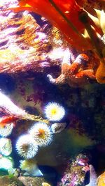 Close-up of fish underwater