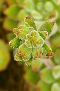 Close-up of leaves