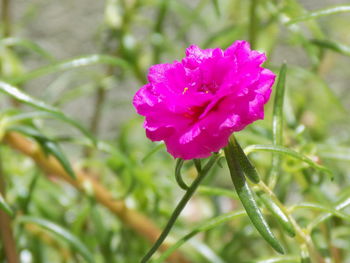 Close-up of wet purple flower blooming outdoors