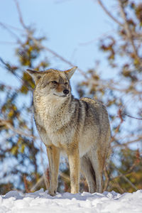 Coyote on snow covered land