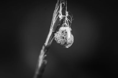 Close-up of frozen plant