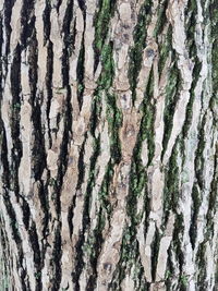 Full frame shot of tree trunk