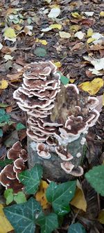 Close-up of mushrooms growing on field during autumn