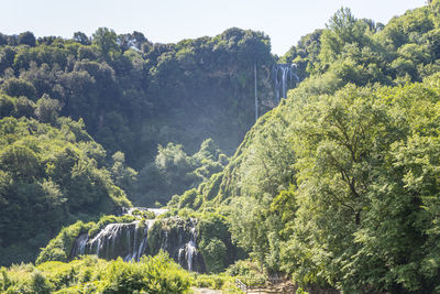 Scenic view of forest