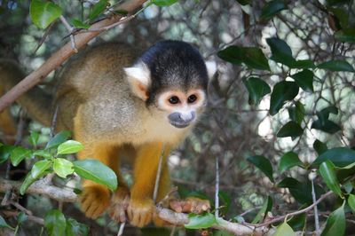 Squirrel monkey at monkeyland, plettenberg bay south africa