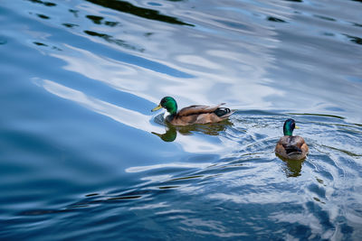 High angle view of ducks swimming in lake