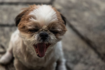 Portrait of dog