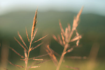 Close-up of plant