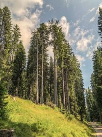 Pine trees in forest against sky