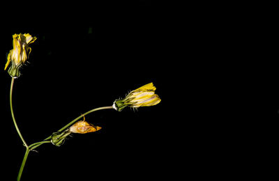 Close-up of flower over black background