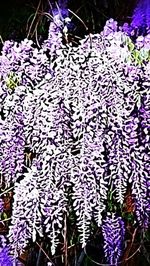 Close-up of purple flowers