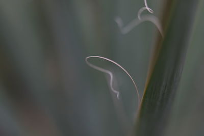 Close-up of green plant