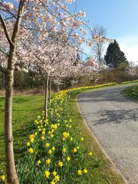 View of cherry blossom trees along road