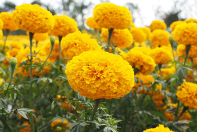 Close-up of yellow flowers