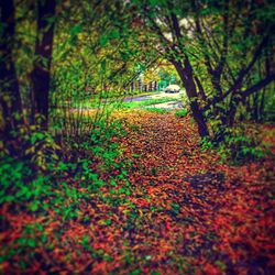 View of trees in forest during autumn