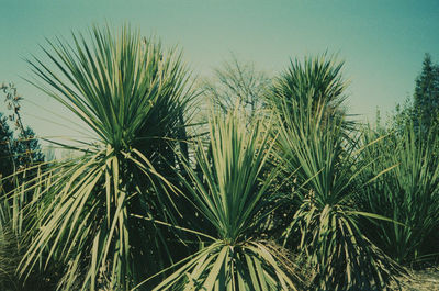 Close-up of plants growing on field against clear sky