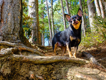 Portrait of a dog