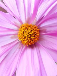 Close-up of pink flower