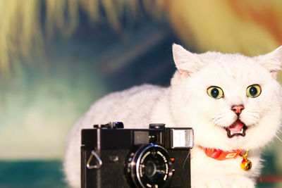 A cute cat lying on a table looking at the camera