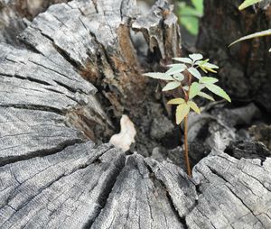 Close-up of tree stump